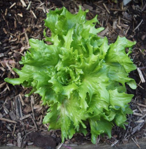 Plant of the Month: Lettuce