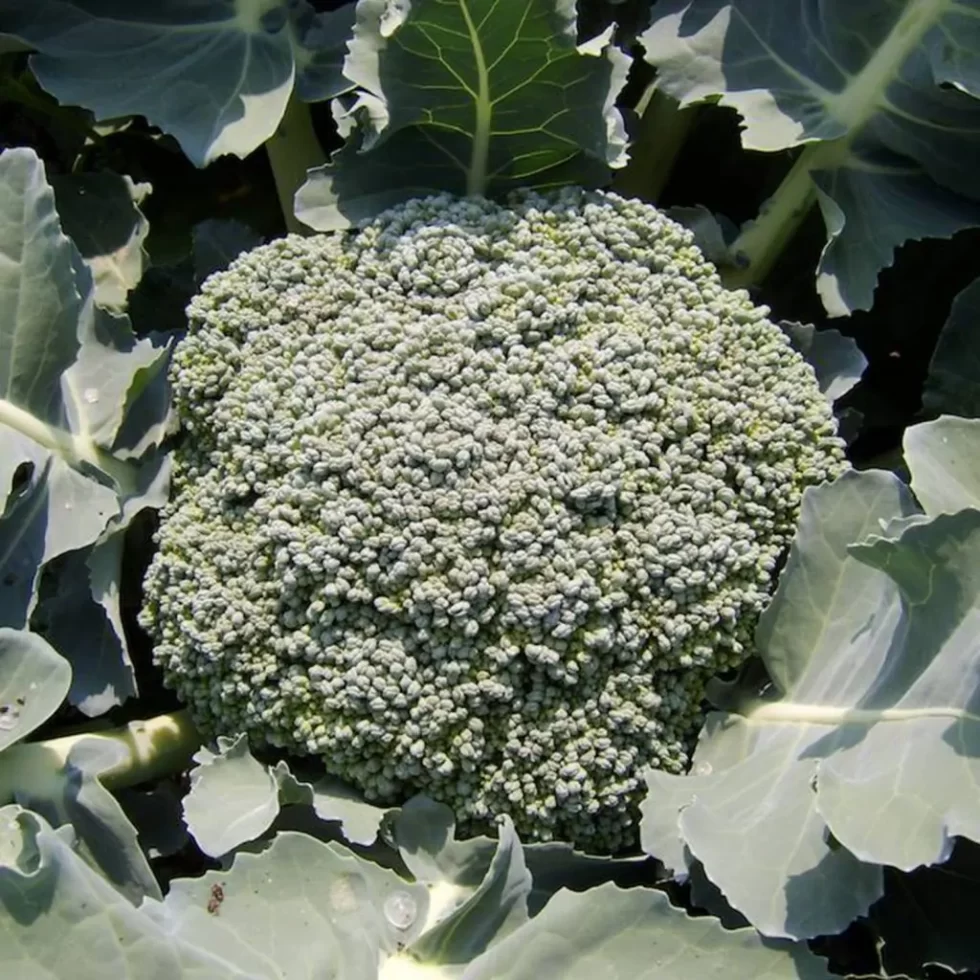 Plant of the Month: Broccoli