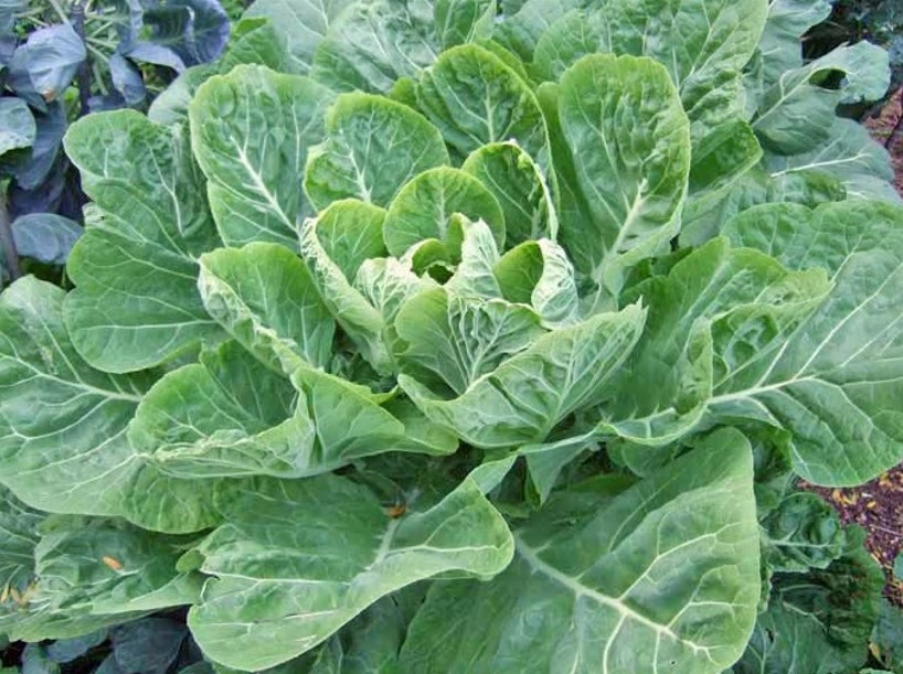Plant of the Month: Collards