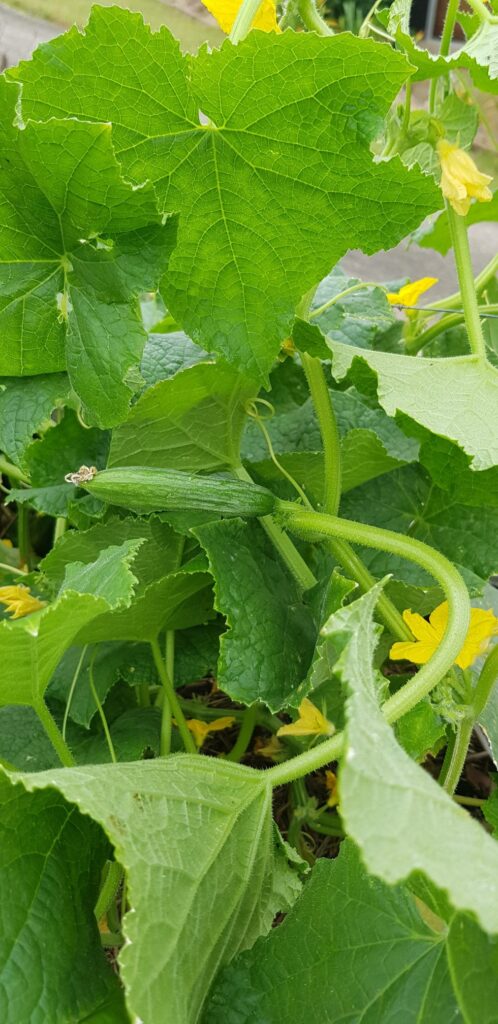 Plant of the Month: Cucumber