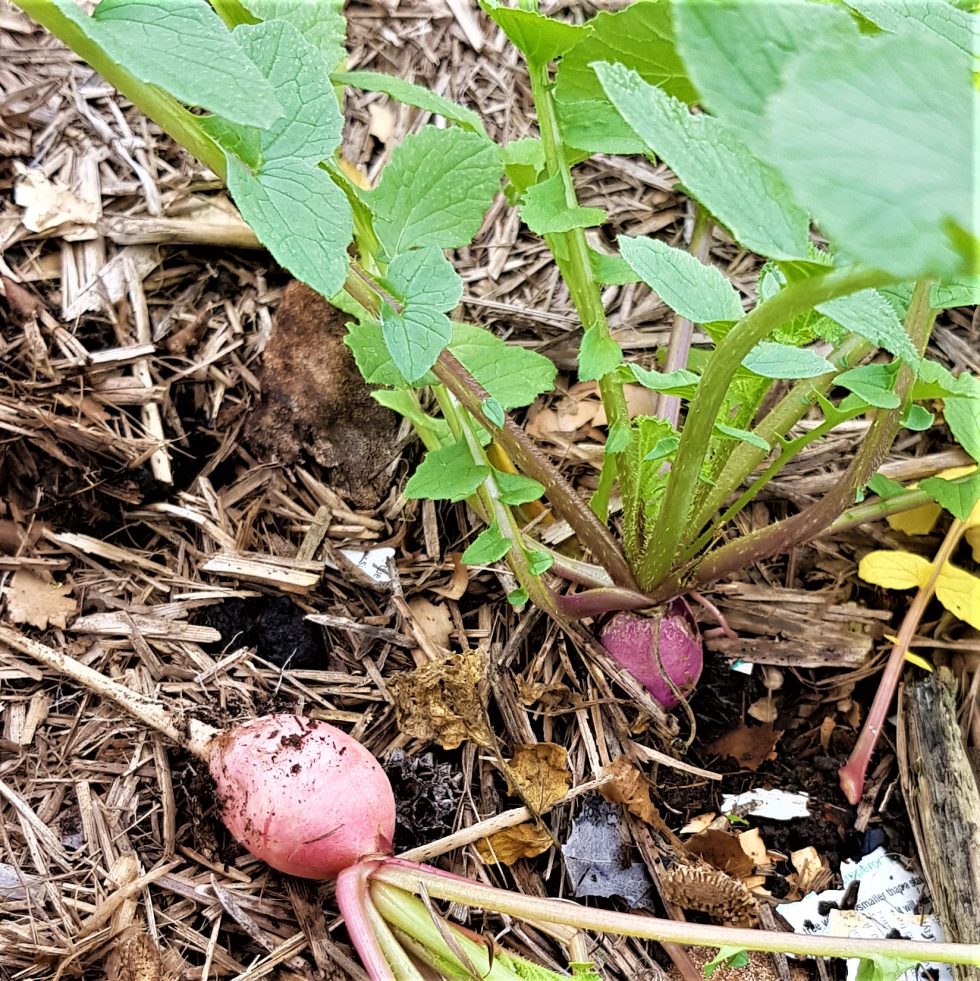 Plant of the Month: Radish