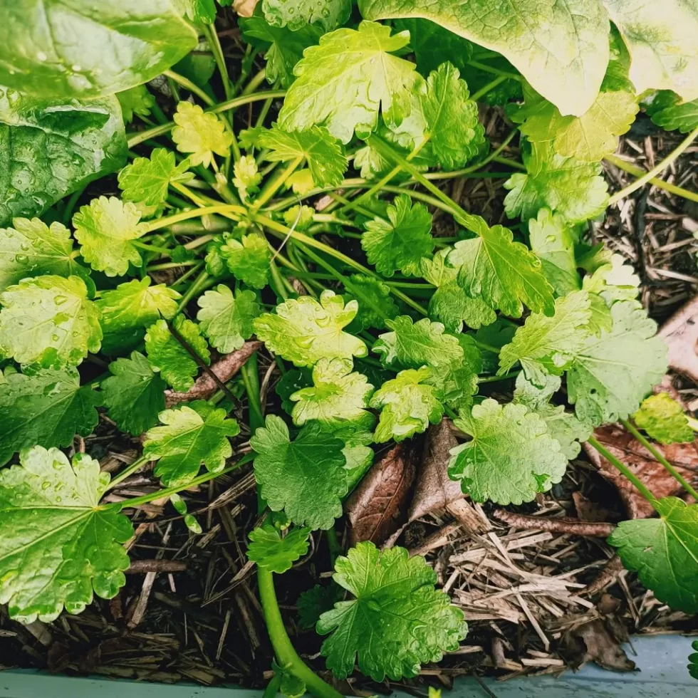 Plant of the Month: Coriander