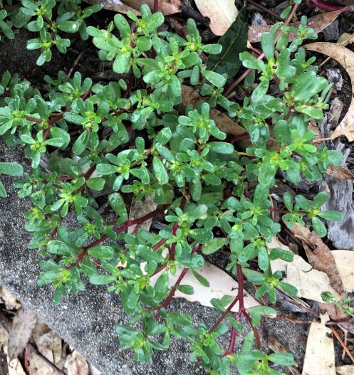 Plant of the Month: Purslane