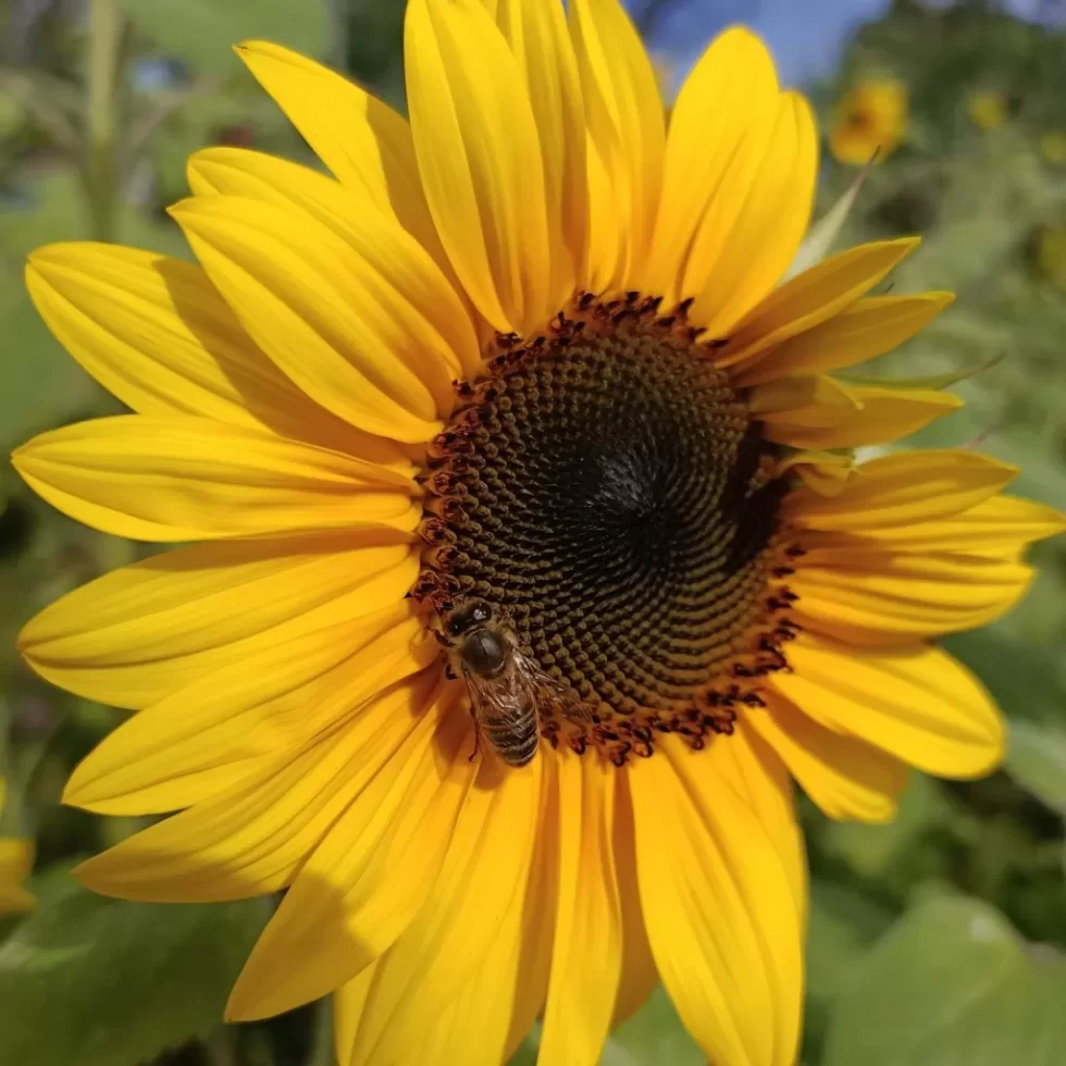 Plant of the Month: Sunflowers