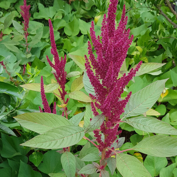 Amaranth 'Red Flowering Salad Leaf'