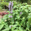 Anise Hyssop - Image 2