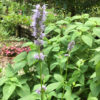 Anise Hyssop