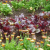 Beetroot 'Bulls Blood'