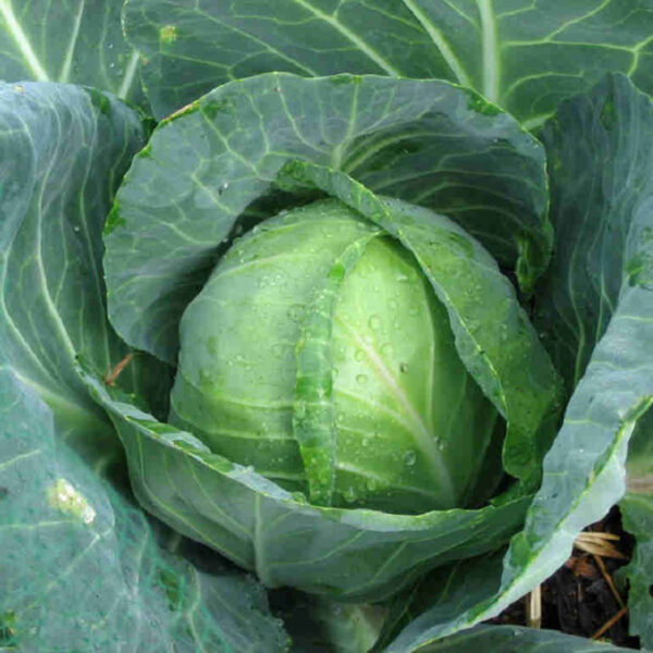 Cabbage 'Golden Acre'