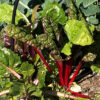 Swiss Chard 'Ruby Red'