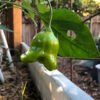 Chilli 'Bishops Crown' - Image 2