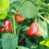 Chilli 'Bishops Crown'