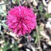 Cornflower 'Red Ball' - Image 2