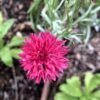 Cornflower 'Red Ball'
