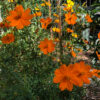 Cosmos 'Vibrant Orange' - Image 2
