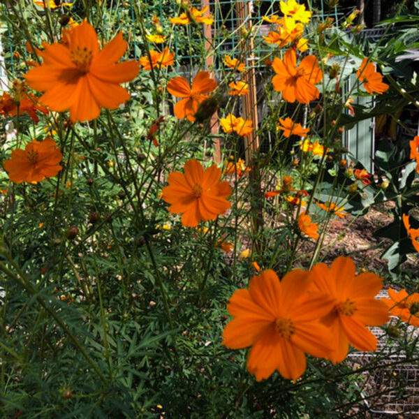 Cosmos 'Vibrant Orange' - Image 2