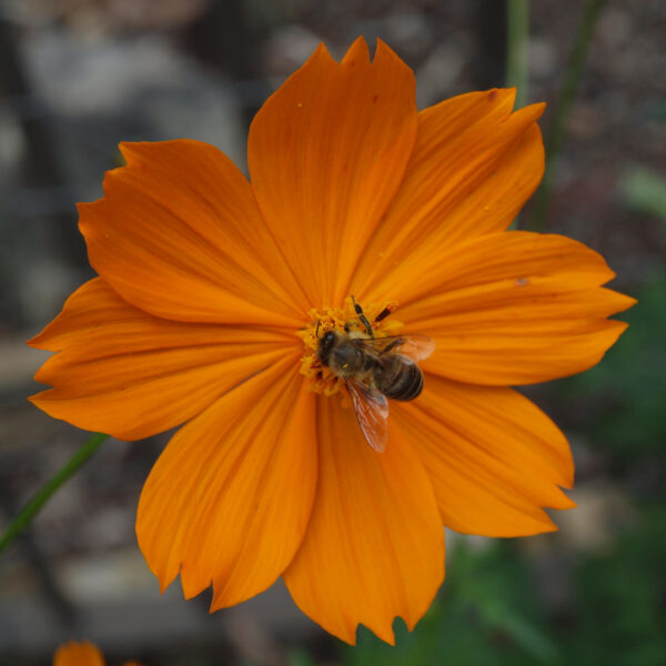 Cosmos 'Vibrant Orange' - Image 3