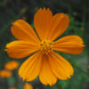 Cosmos 'Vibrant Orange'