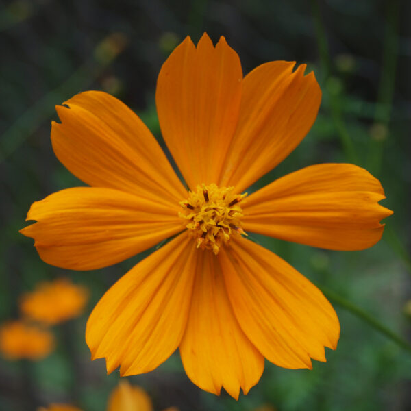 Cosmos 'Vibrant Orange'