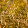 Cumin - Image 2