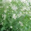 Cumin