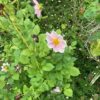 Dahlia, pink flowered