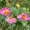 Dahlia, pink flowered - Image 2