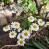 Feverfew (aka 'Wild Chamomile') - Image 2