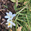 Freesia, species - Image 2