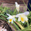 Freesia, species