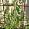 Pea 'Golden Podded' - Image 4