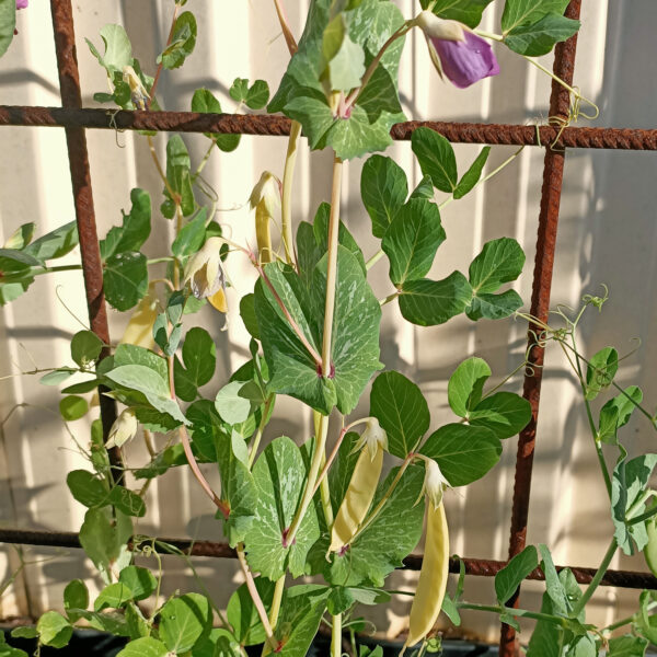 Pea 'Golden Podded' - Image 4