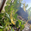 Pea 'Golden Podded'
