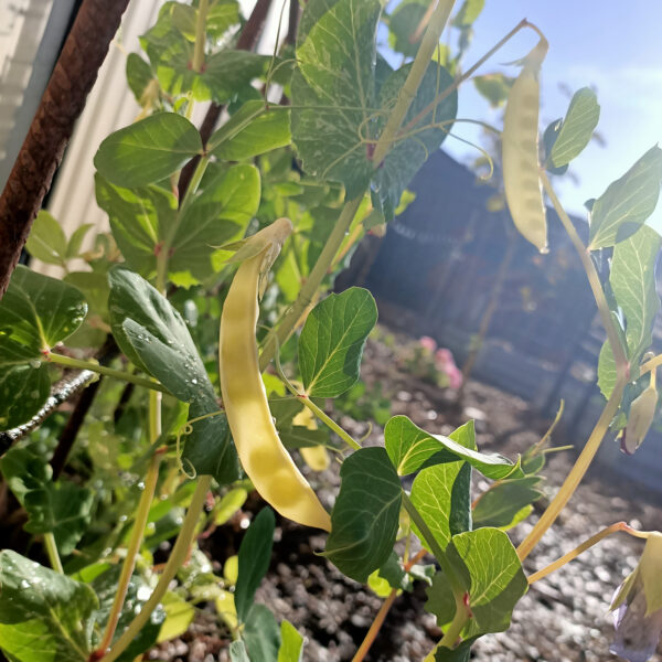 Pea 'Golden Podded'