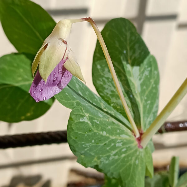 Pea 'Golden Podded' - Image 3