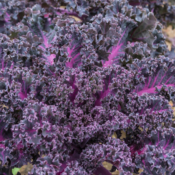 Kale 'Scarlet'