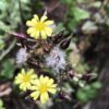 Lettuce 'Bronze Mignonette' - Image 2