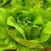 Lettuce 'Buttercrunch' - Image 2