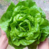 Lettuce 'Buttercrunch'