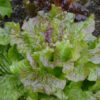 Lettuce 'Drunken Woman'