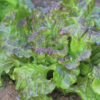 Lettuce 'Drunken Woman' - Image 2