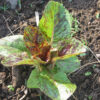 Lettuce 'Freckles' - Image 2