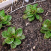 Lettuce 'Freckles'