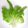 Lettuce 'Oakleaf Green' - Image 2