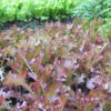 Lettuce 'Oakleaf Red' - Image 2