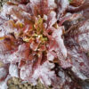 Lettuce 'Oakleaf Red' - Image 3