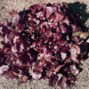 Lettuce 'Oakleaf Red'