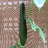 Loofah ('Luffa')