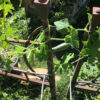 Loofah ('Luffa') - Image 2