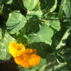 Nasturtium 'Alaska', yellow flowering - Image 3
